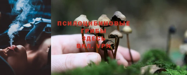 прущие грибы Бугульма